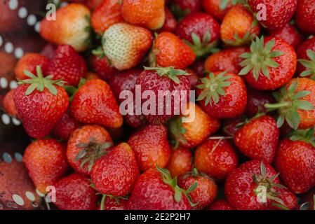 close up photo of strawberries in colander Stock Photo