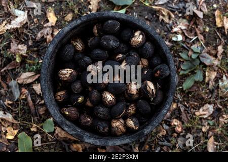 Top view of full plastic bucket with whole walnuts in black shell Stock Photo