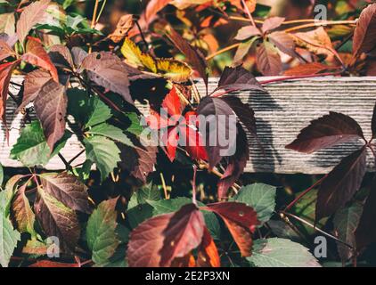 Colorful autumn leaves of wild decorative grape a wooden fence Stock Photo