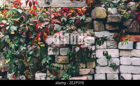 Contrast background with old gray bricks and colorful wild grapes Stock Photo