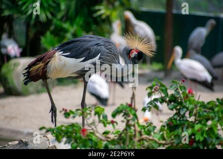 Beautiful gray crowned crane posing in the park Stock Photo