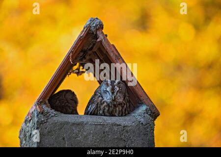 Eurasian Tawny Owl (Strix aluco) male and female resting in chimney at colourful indian summer forest edge, Baden-Wuerttemberg, Germany Stock Photo