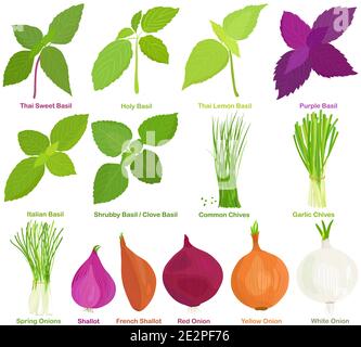 Vector of aromatic Herb, bulb vegetable - Basil, Chives, Onions, Shallot. Healthy ingredients. Colorful set of food illustration isolated on white bac Stock Vector