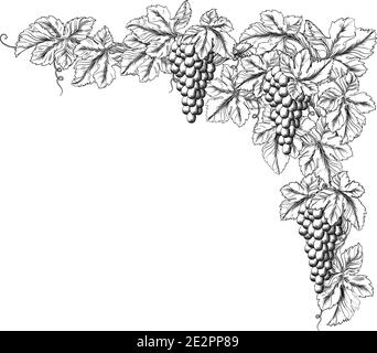 Grape Bunches On Vine Corner Border Design Element Stock Vector Image ...