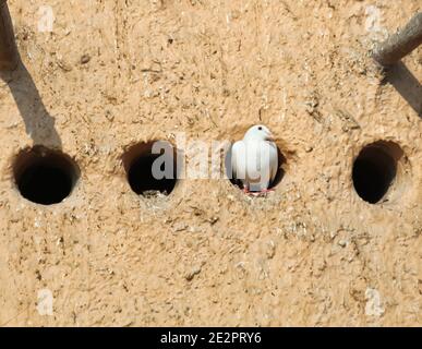 A pigeon  in Pigeon Tower. Pigeon Towers were used since ancient times, these birdhouse collects the dropping and which later used for agriculture. Stock Photo