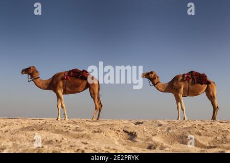 View of camel in the dessert Stock Photo