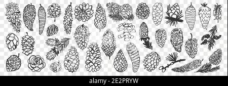 Various coniferous cones doodle set. Collection of hand drawn natural pine and fir cones of various shapes and sizes from forest isolated on transparent background. Illustration of trees seeds Stock Vector