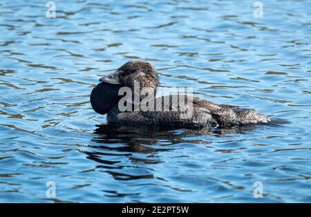 Male Musk Duck, Biziura lobata, with its distinctive lobe under its beak on a fresh water lake near Albany WA. Stock Photo