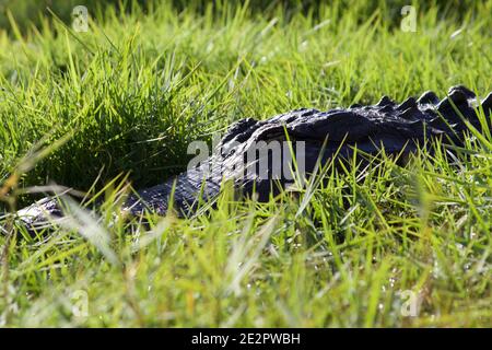 American Crocodile hiding in grass, Everglades National Park, Florida, USA Stock Photo