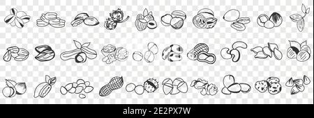 Various edible nut doodle set. Collection of hand drawn hazel, almond, pistachio, peanuts, cashew nuts and macadamia in shell for eating isolated on transparent background. Illustration of tasty snack Stock Vector