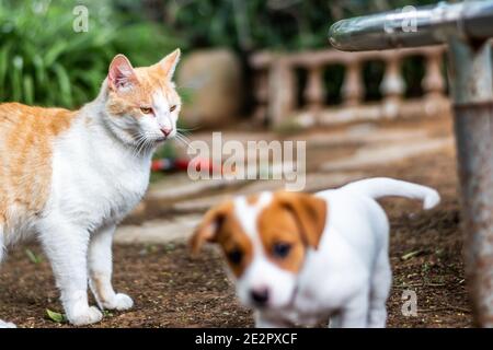 Cat and Dog Playing together Stock Photo