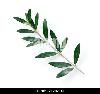 Olive branch. On white background , #spon, #branch, #Olive, #background,  #white #ad