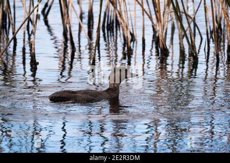 Musk Duck, Biziura lobata, female on a fresh water lake near Albany WA. Stock Photo