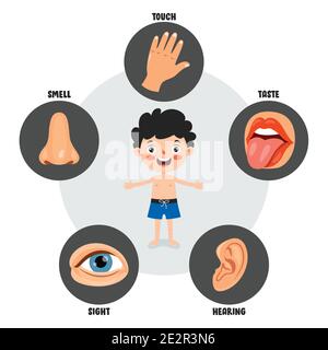 Five Senses Concept With Human Organs Stock Vector