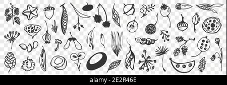 Various beans flowers and cones doodle set. Collection of hand drawn pine cones, fresh beans, flowers, acorns, leaves isolated on transparent background. Illustration of seasons specifics  Stock Vector