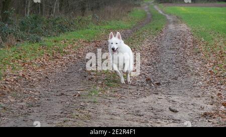 White Shepherd Dog (Berger Blanc Suisse) runs full of energy along an autumn path in the forest Stock Photo