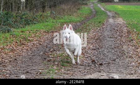 White Shepherd Dog (Berger Blanc Suisse) runs full of energy along an autumn path in the forest Stock Photo