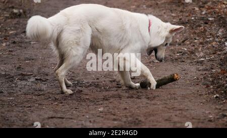 White Shepherd Dog (Berger Blanc Suisse) plays with a branch in the autumn forest Stock Photo
