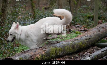 White Shepherd Dog (Berger Blanc Suisse) jumps over a tree trunk in the forest Stock Photo