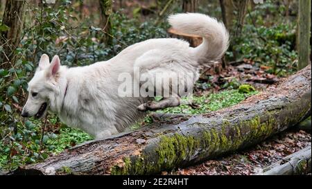 White Shepherd Dog (Berger Blanc Suisse) jumps over a tree trunk in the forest Stock Photo