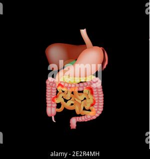 Anatomical structure of the abdominal organs. Spleen, liver ...