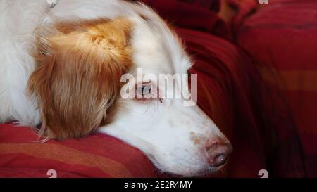 Brittany dog (Epagneul Breton) is lying on the sofa tired and looking sad or worried Stock Photo