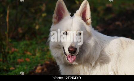 White Shepherd Dog (Berger Blanc Suisse) looks happily at the viewer in close-up of the head and with glowing ears Stock Photo