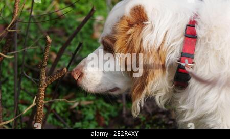 Brittany dog (Epagneul Breton) sniffing a branch in the forest Stock Photo