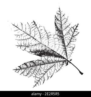 Distress Leaf Texture Stock Vector
