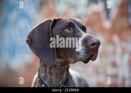 German Shorthaired Pointer Stock Photo