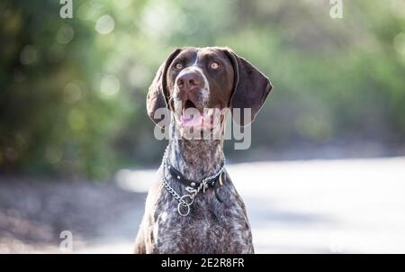 German Shorthaired Pointer Stock Photo