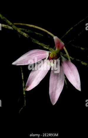 Pink Finger Orchids (Caladenia Carnea) used to be common in woodlands across Southern Australia - until the Millenium drought wiped out a lot of them. Stock Photo