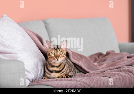 Cute cat with warm plaid on sofa. Concept of heating season Stock Photo