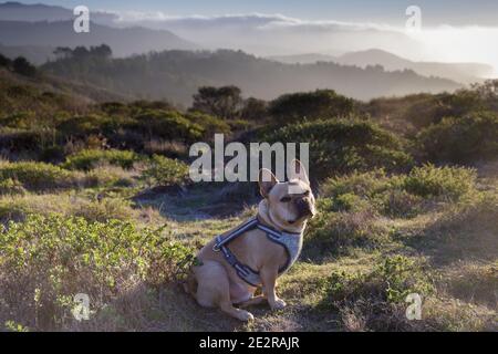Frenchie Posing to Camera in front of Northern California Coastline Background Stock Photo