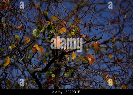 A few leaves still hang from a tree during the Fall season awaiting their fall to the ground. Stock Photo
