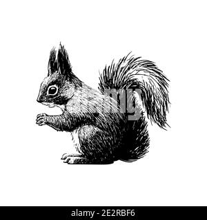 Fluffy squirrel. Graphic ink drawing for print, vintage hipster style. Stock Vector