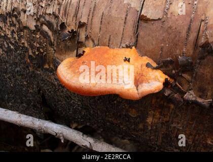 Cinnabar polypore mushroom (Pycnoporus cinnabarinus) on a fallen red birch log (Betula occidentalis), above Callahan Creek, west of Troy, Montana. Stock Photo