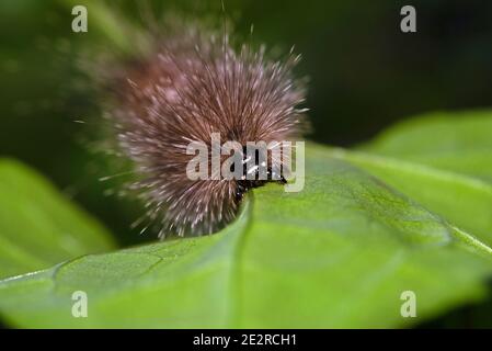 Ruby tiger moth caterpillar, Phragmatobia fuliginosa, West Bengal, India Stock Photo
