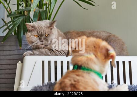A gray British cat and a cute ginger puppy out of focus in front Stock Photo