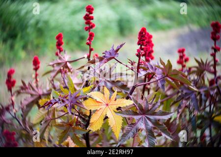 One bright yellow Castor bean (Ricinus communis) leaf surrounded by a swirls of burgundy foliage, red flowers, and green background; natural but abstr Stock Photo
