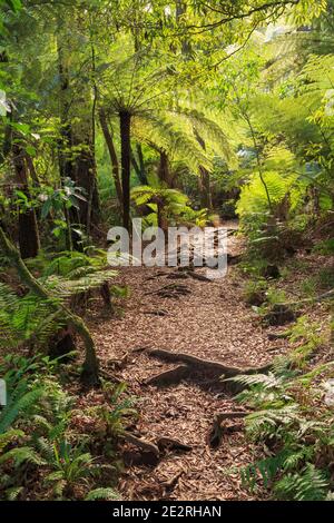 A walking track in New Zealand native forest. Photographed in the Kaimai Mountains Stock Photo