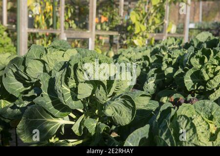 Home Grown Organic Autumn Brussels Sprout Plant (Brassica oleracea var. gemmifera 'Content') Growing on an Allotment in a Vegetable Garden in Devon Stock Photo