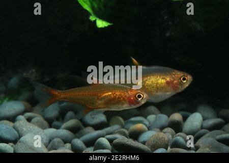 A pair of Ember tetra, Hyphessobrycon amandae Stock Photo