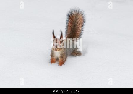 Cute red Squirrel carefully walks in the white snow in winter Stock Photo