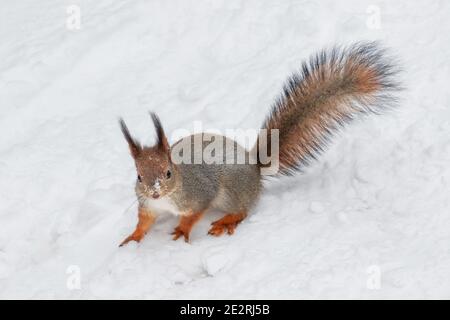 Cute red Squirrel carefully walks in the white snow in winter Stock Photo