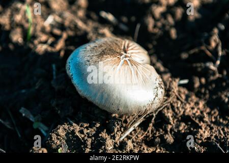 Uncultivated mushroom growing in the forest