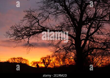 Llanilar, near Aberystwyth, Ceredigion, Wales, UK. 15th January 2021 UK Weather: silhouetted trees against a colourful sky at dawn in Llanilar, as the day starts with a light frost and a forecast for a dry day. © Ian Jones/Alamy Live News Stock Photo