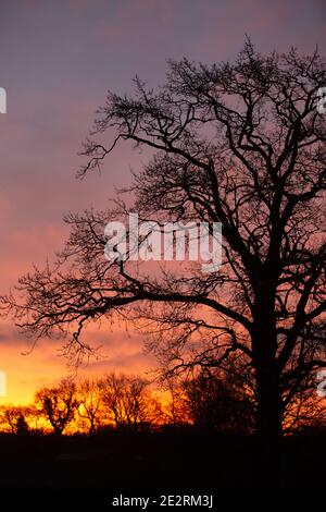 Llanilar, near Aberystwyth, Ceredigion, Wales, UK. 15th January 2021 UK Weather: silhouetted trees against a colourful sky at dawn in Llanilar, as the day starts with a light frost and a forecast for a dry day. © Ian Jones/Alamy Live News Stock Photo