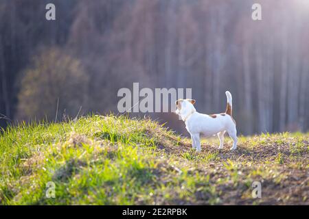 White dog Jack Russell Terrier on the background of a beautiful landscape. Stock Photo