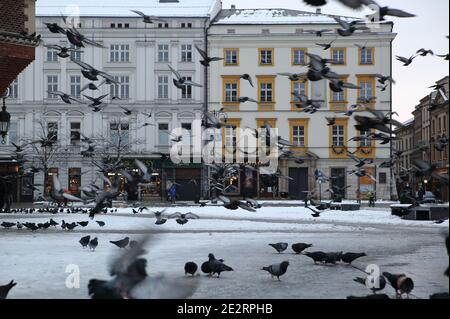 Pigeons doves on main market square in old town Krakow, Poland Stock Photo